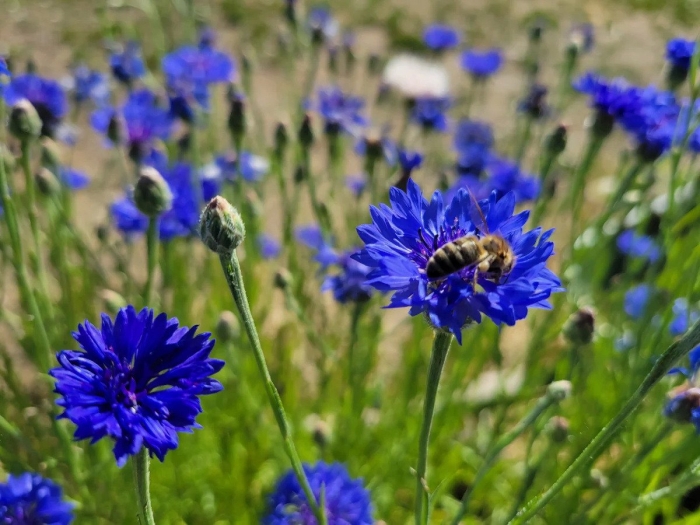 Василек синий (centaurea cyanus) клумба