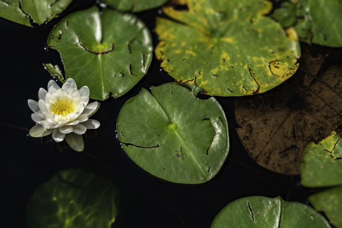 James brydon нимфея