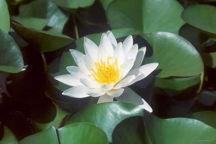 Водяная лилия кувшинка