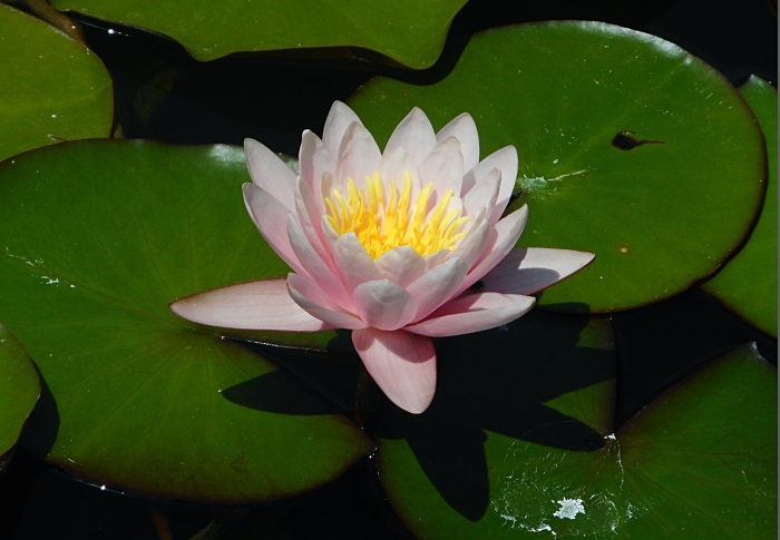 Кувшинка лилия лотос