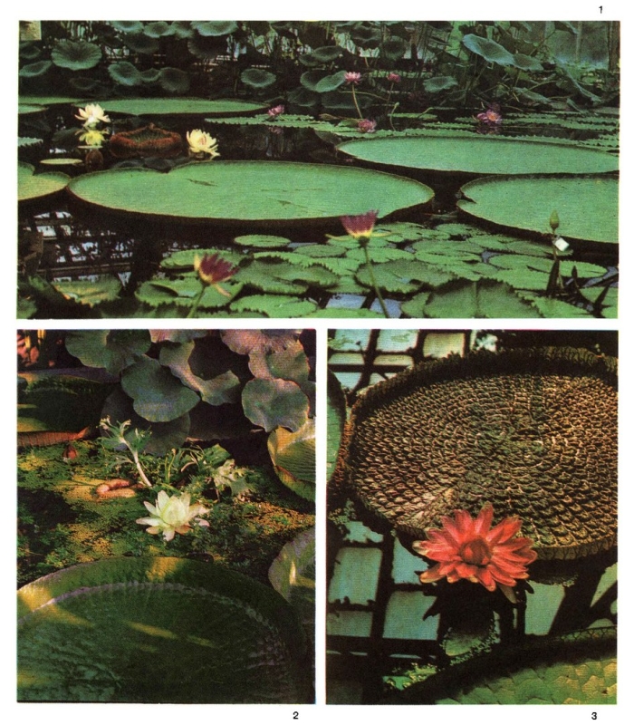 Кувшинка виктория регия