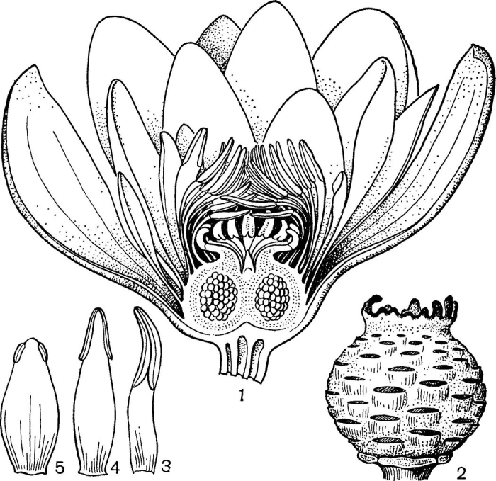 Кувшинка чисто-белая (nymphaea candida)