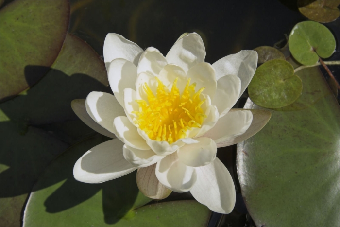 Кувшинка альба нимфея