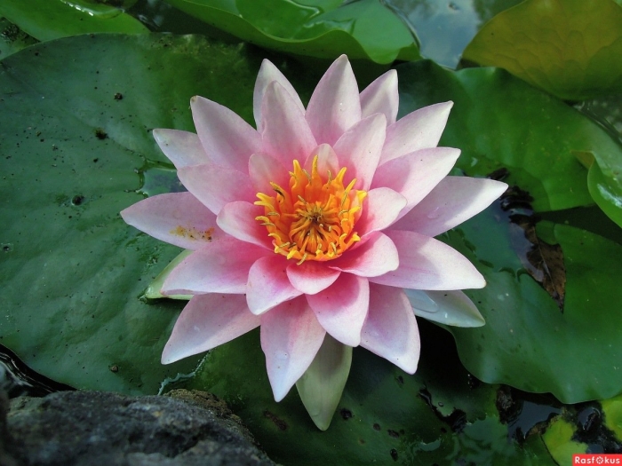 Нимфея файркрест