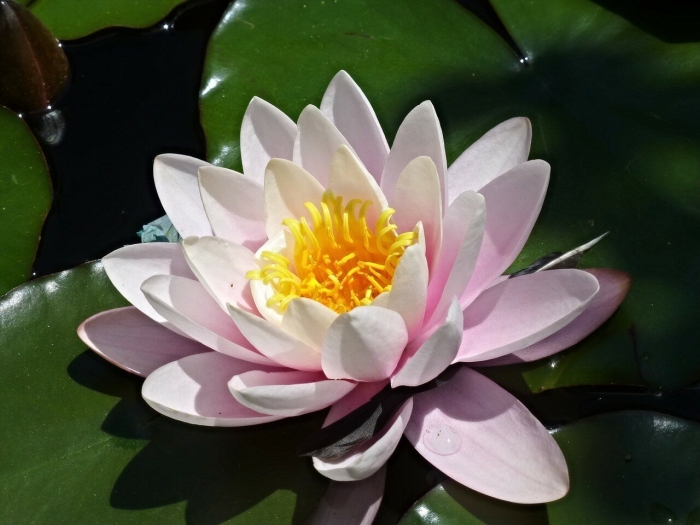 Кувшинка семейство