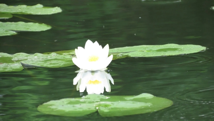 Нимфея ‘rosennymphe’