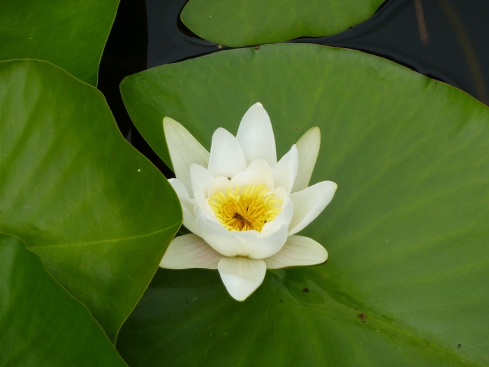 Нимфея альба