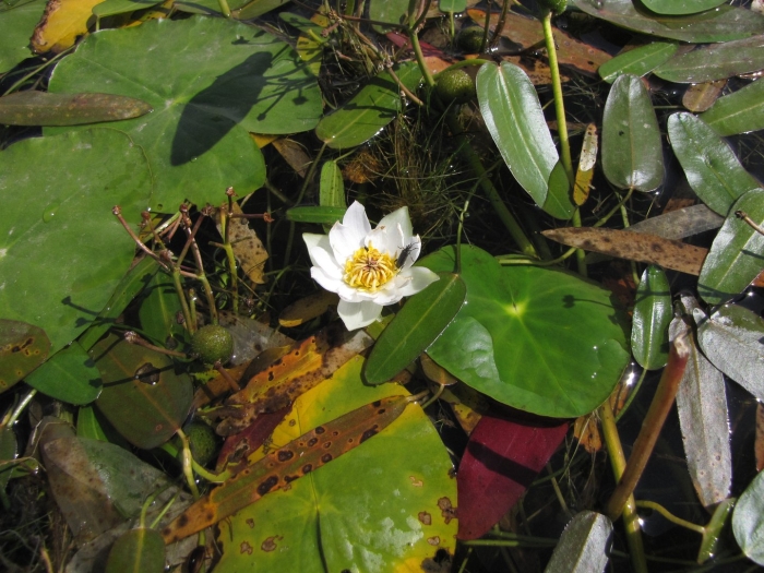 Кувшинка четырехугольная - nymphaea tetragona georgi