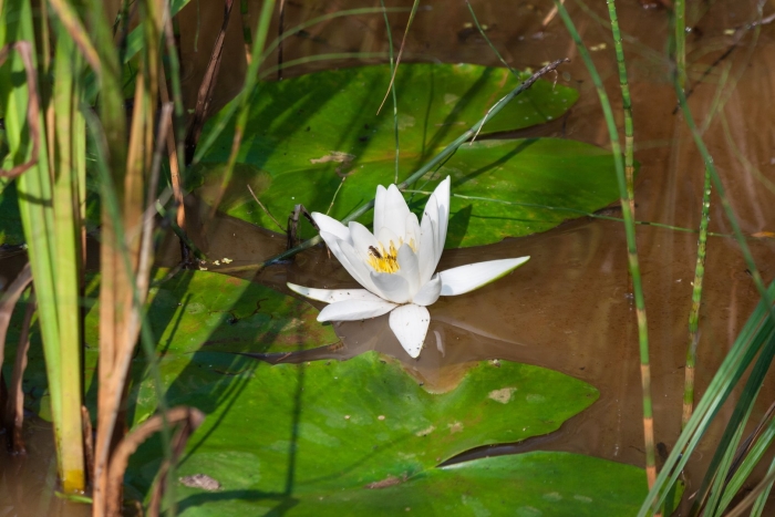 Семейство кувшинковые
