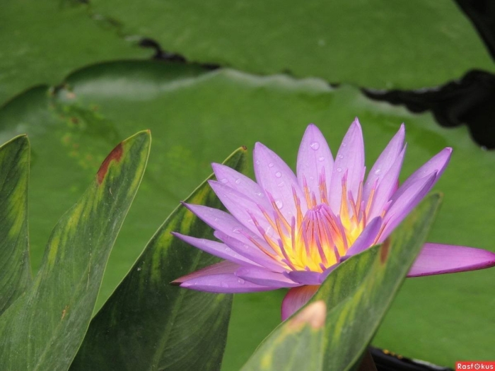 Нимфея тигровый лотос