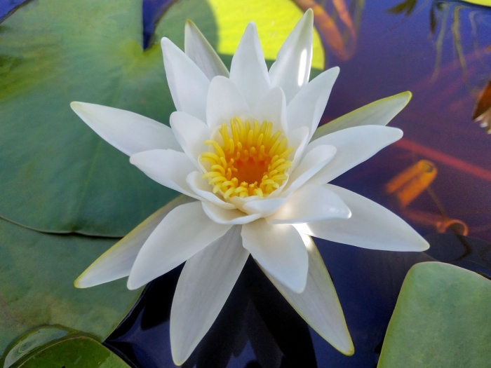 Кувшинка белая