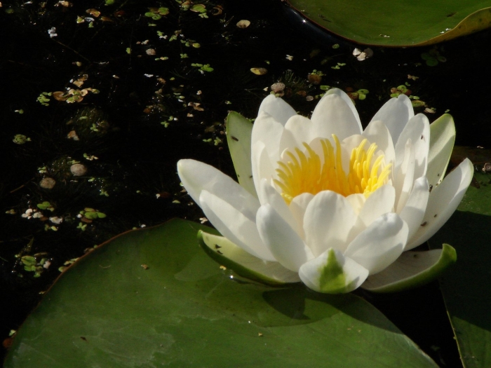 Кувшинка белая (nymphaea alba)