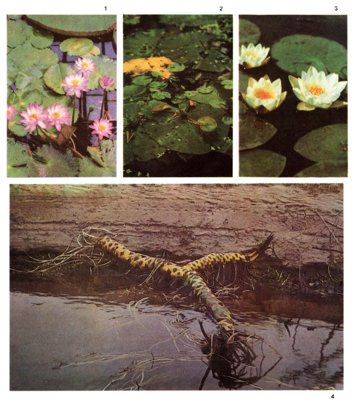 Корень кувшинки