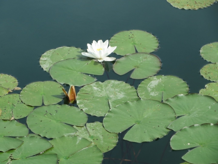 Кувшинка белая среда обитания