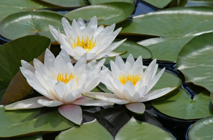 Кувшинка белая водяная лилия