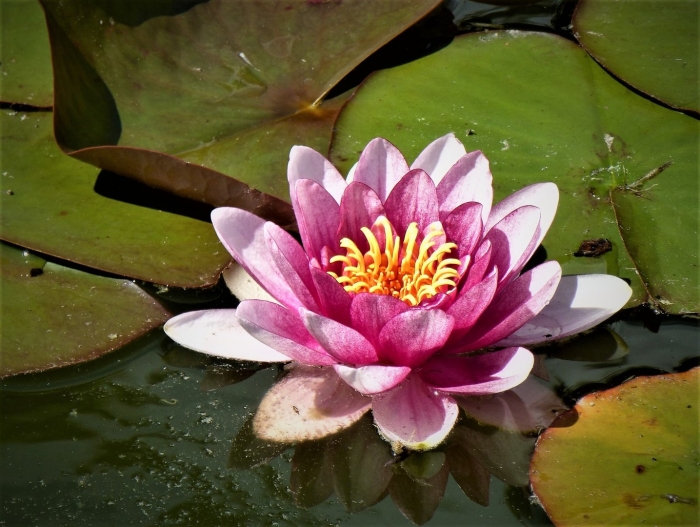 Лотос кувшинка водяная лилия