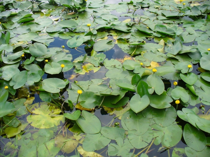 Кубышка (nuphar)