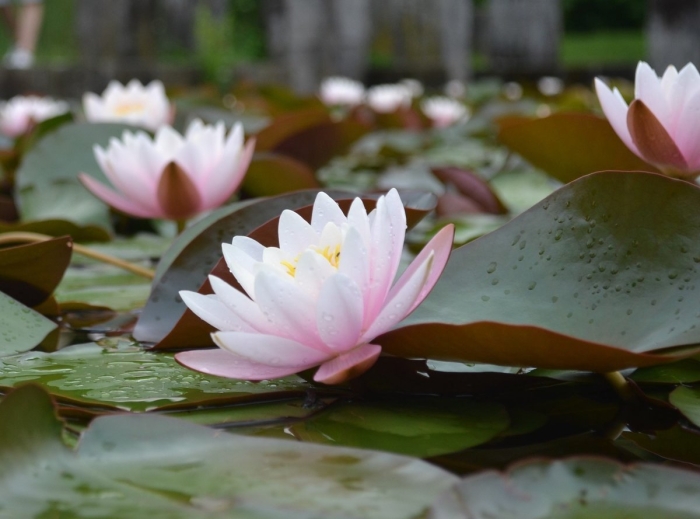 Кувшинка водяная лилия