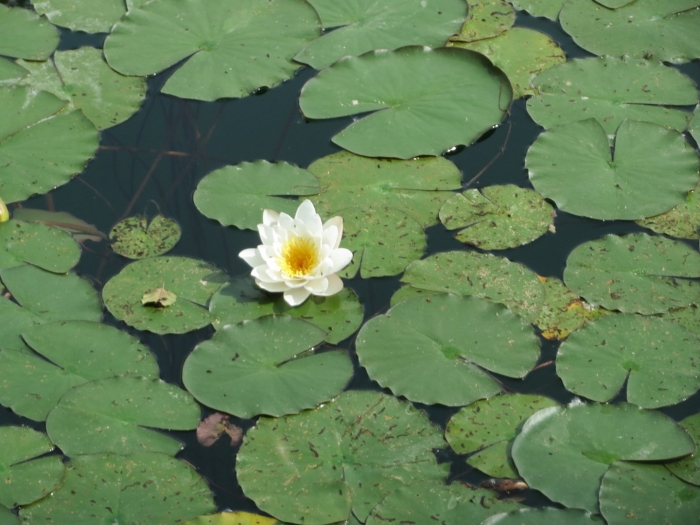 Кувшинка альба