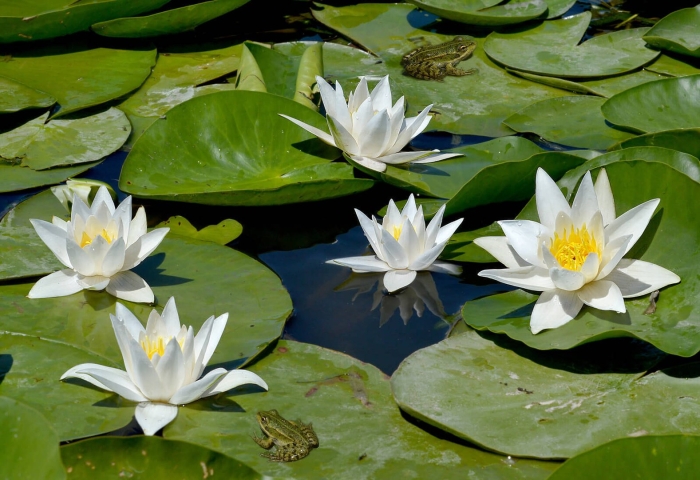 Астраханский заповедник кувшинки