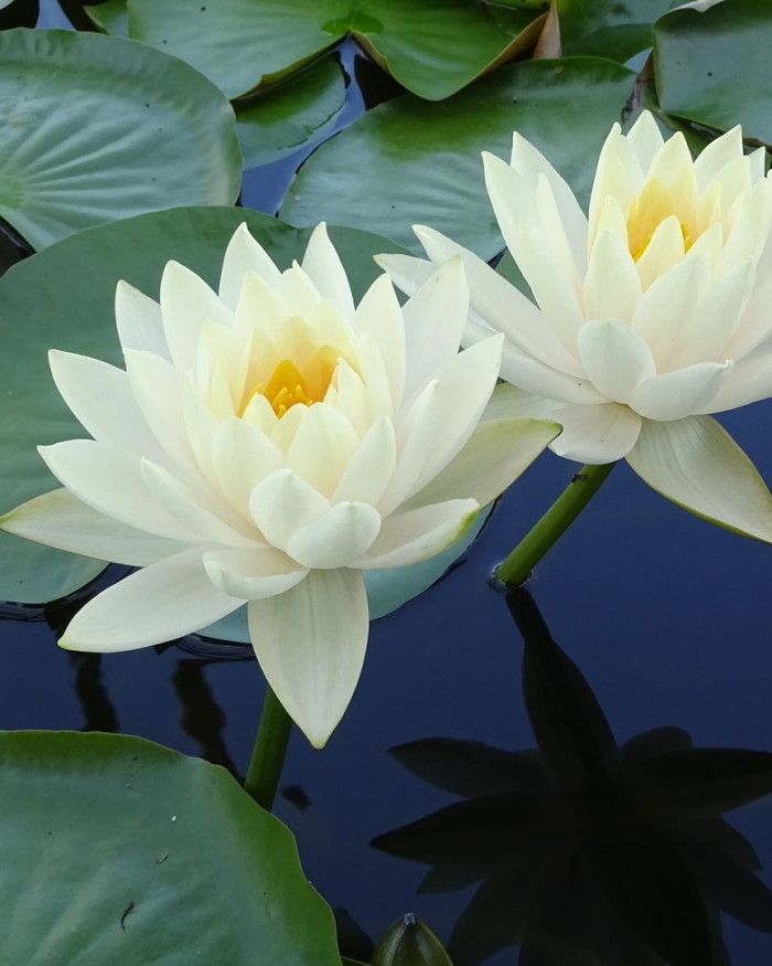 Кувшинка белоснежная nymphaea candida