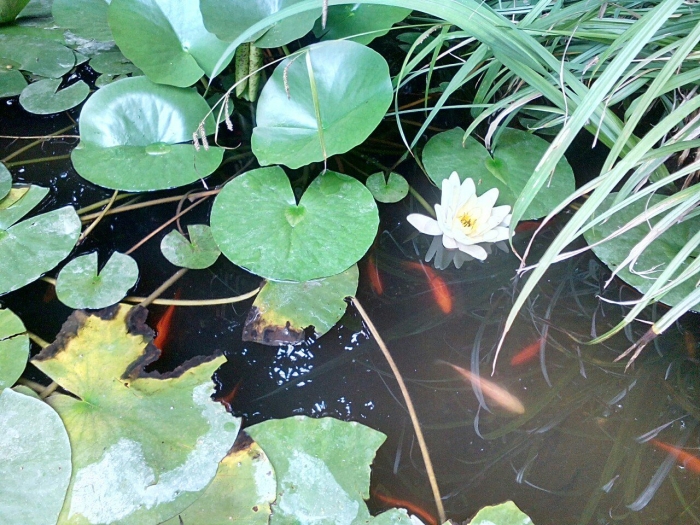 Кувшинка нимфея