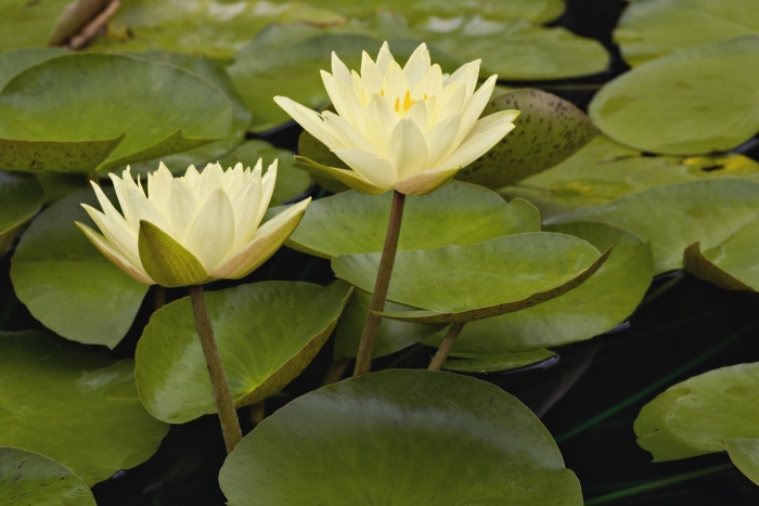 Нимфея marliacea chromatella