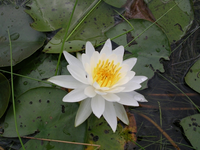 Nymphaea odorata