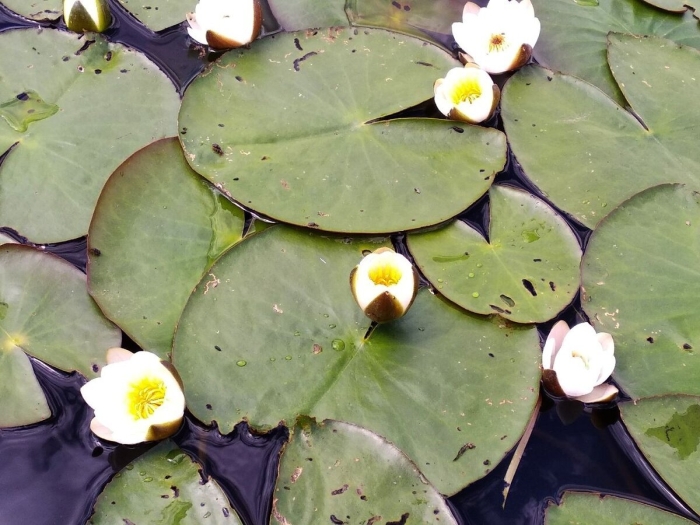 Кувшинка чисто белая