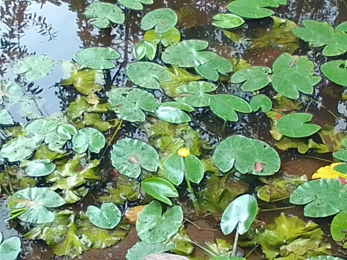 Кувшинка желтая кубышка