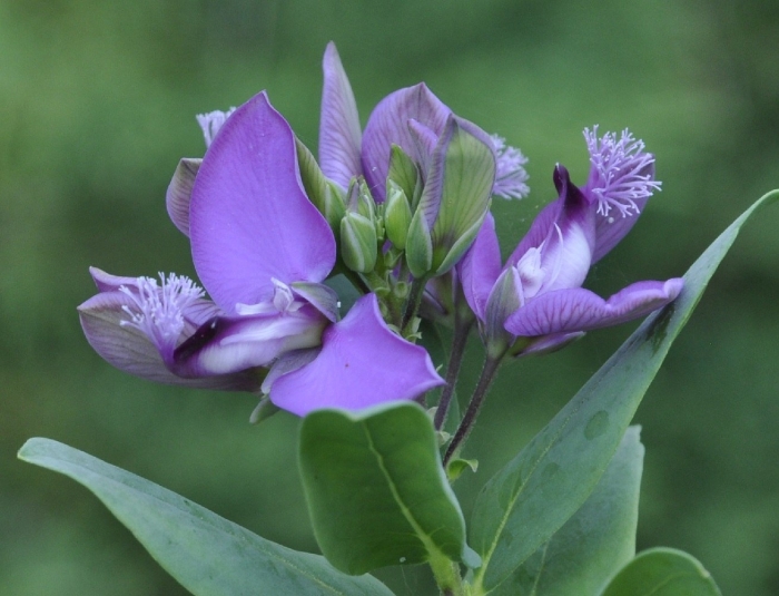 Polygala myrtifolia