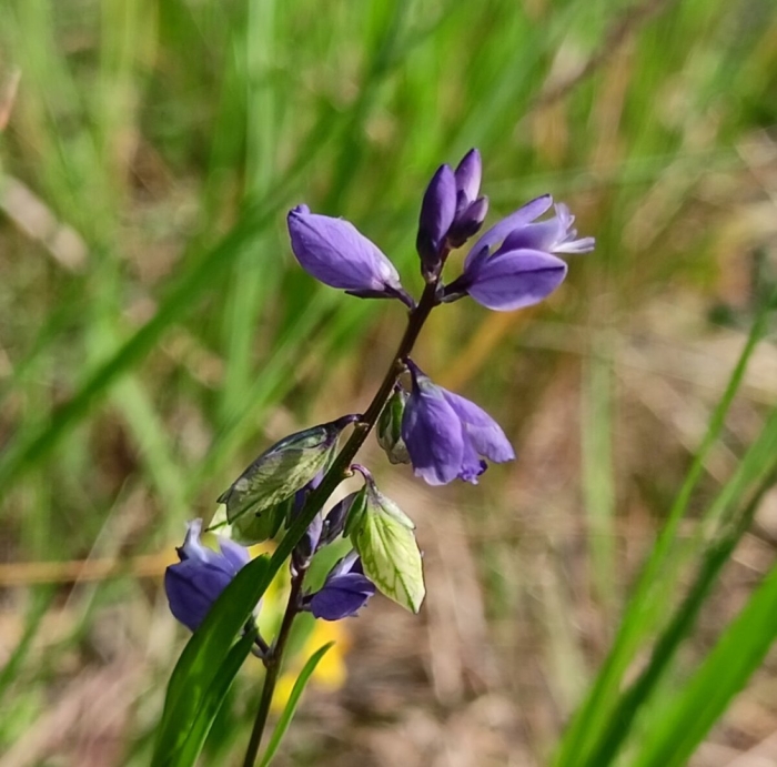 Истод обыкновенный