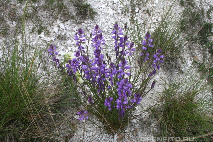 Истод хохлатый