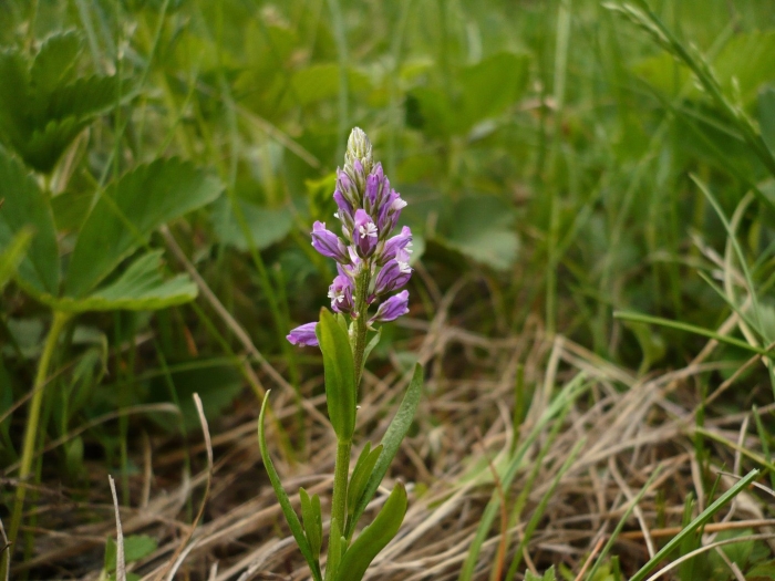 Истод хохлатый