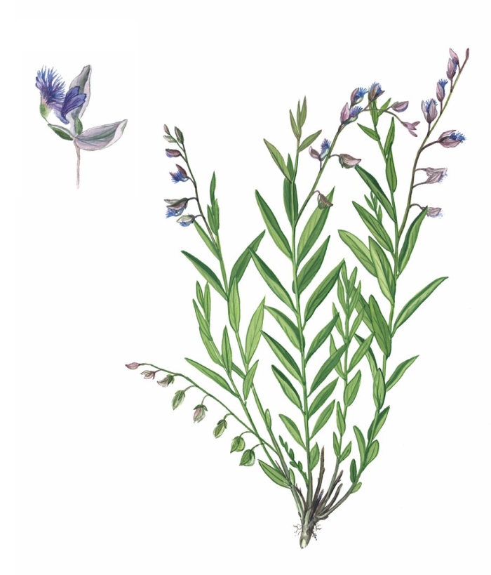 Polygala sibirica l.