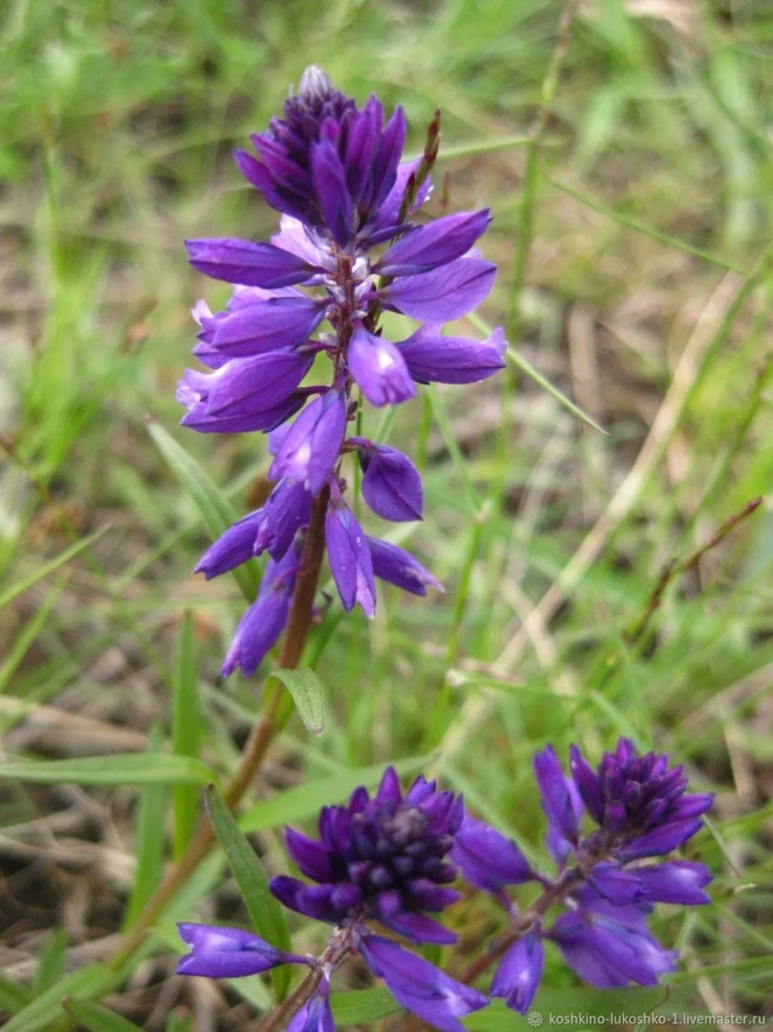 Истод хохлатый