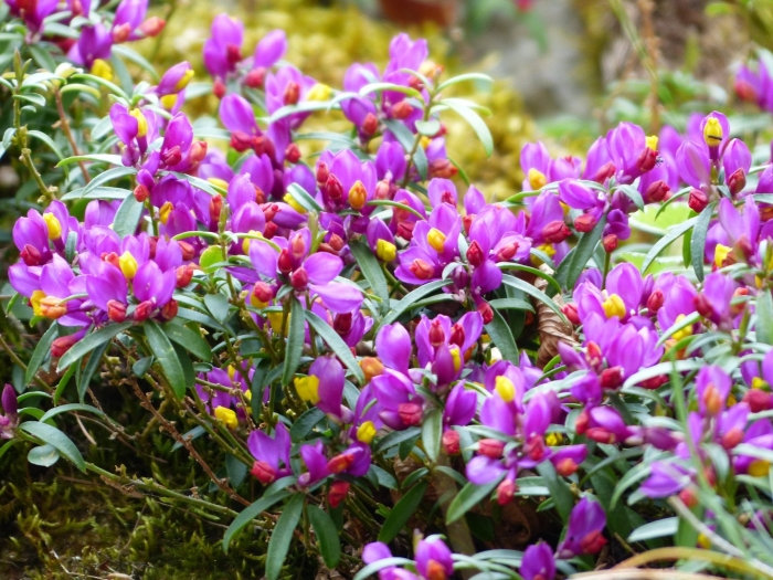 Polygala chamaebuxus