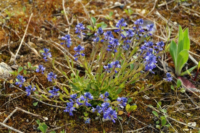 Истод сибирский (polygala sibirica)