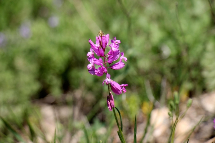 Polygala major