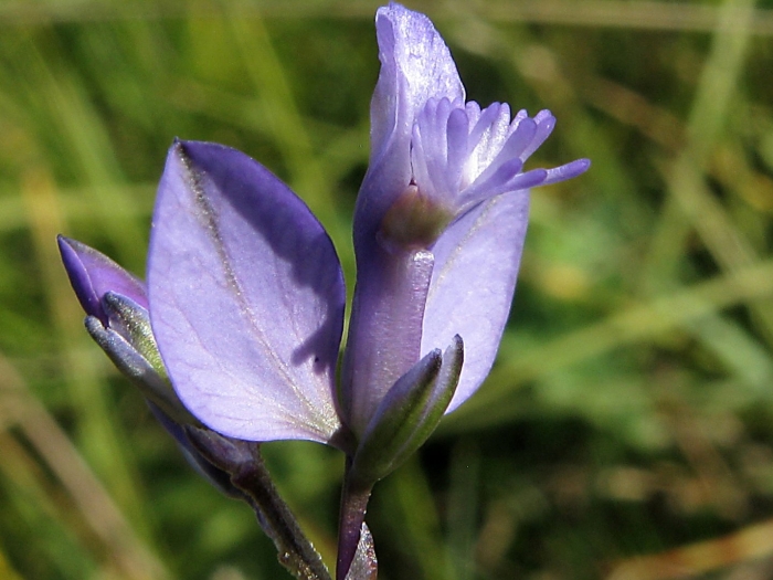 Истод тонколистный