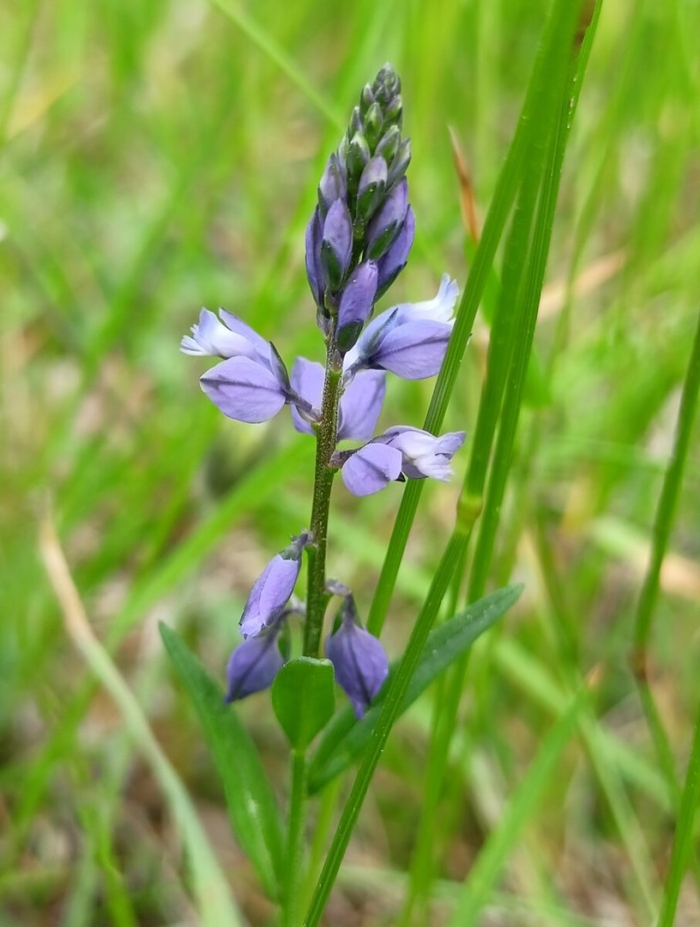 Истод обыкновенный