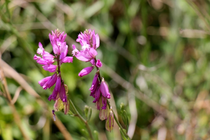 Истод обыкновенный