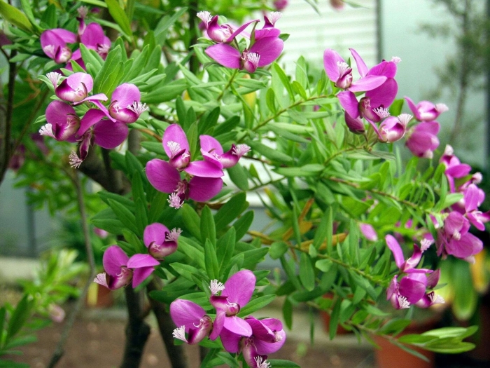 Polygala myrtifolia (истод)