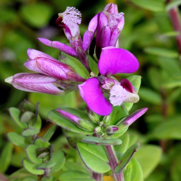 Polygala × dalmaisiana