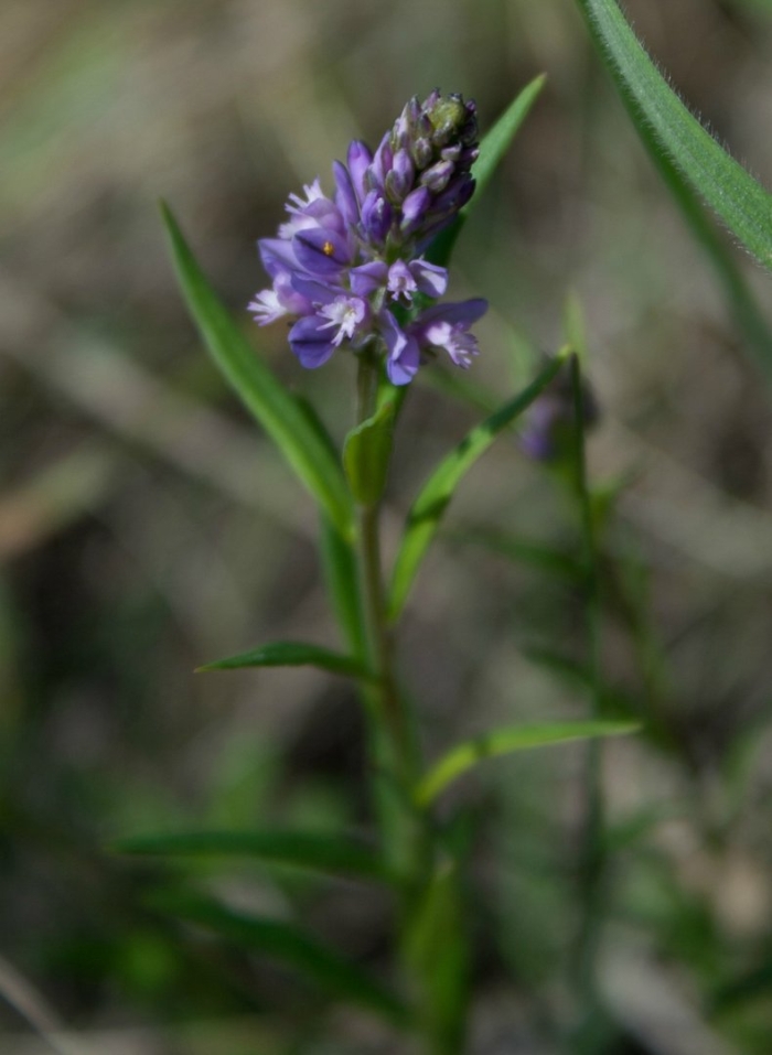 Истод сибирский