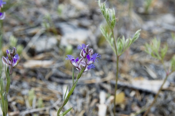 Polygala sibirica