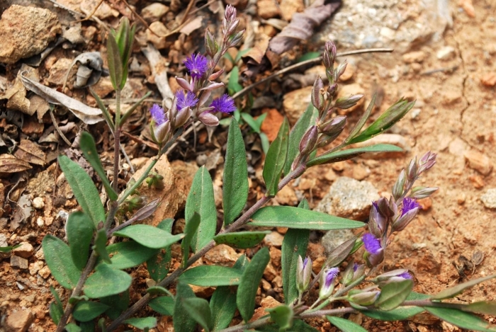 Polygala sibirica