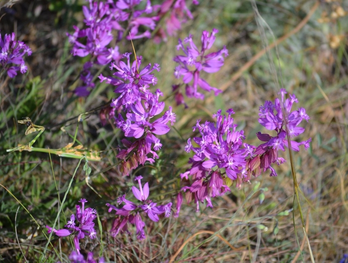 Истод сибирский (polygala sibirica)