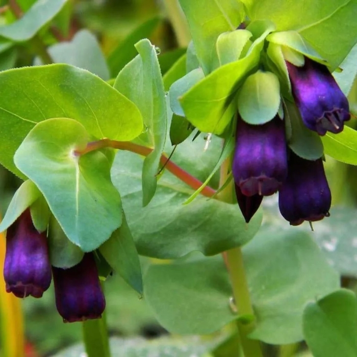 Восковник пурпурный