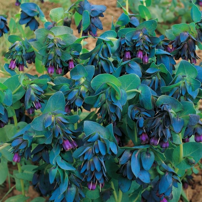 Cerinthe major var purpurascens (восковник)